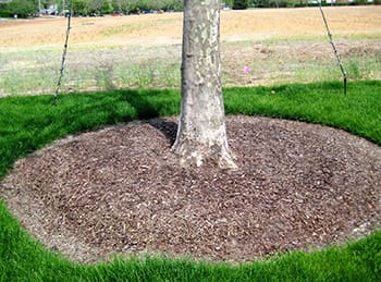 The Steps to Successful Tree Planting | Independent Tree