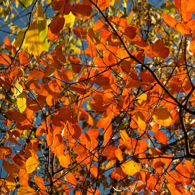 5 Best Northeast Ohio Trees For Fall Color - Independent Tree