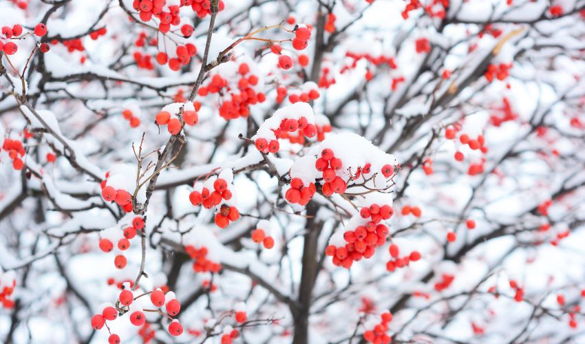 Crab apple fruits covered with snow during winter