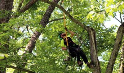 Arborists from Independent Tree trimming trees in a Northeast Ohio HOA.