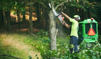 Independent Tree removing an invasive tree species at a home in Northeast Ohio.