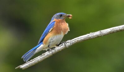 An eastern bluebird enjoying a snack in a yard in NE Ohio.