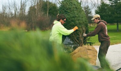 The team at Independent Tree planting evergreen trees in the fall in NE Ohio.