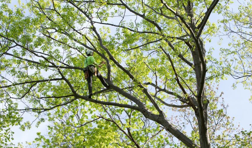 Independent Tree pruning a very large tree on a small suburban lot in Cuyahoga County, Ohio.