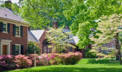 A diverse grouping of trees in a residential landscape, showcasing their unique beauty and creating curb appeal in NE Ohio.