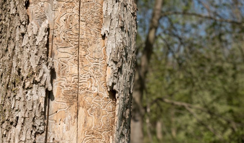 An ash tree that has been damaged by EAB larvae eating away at the inner bark.