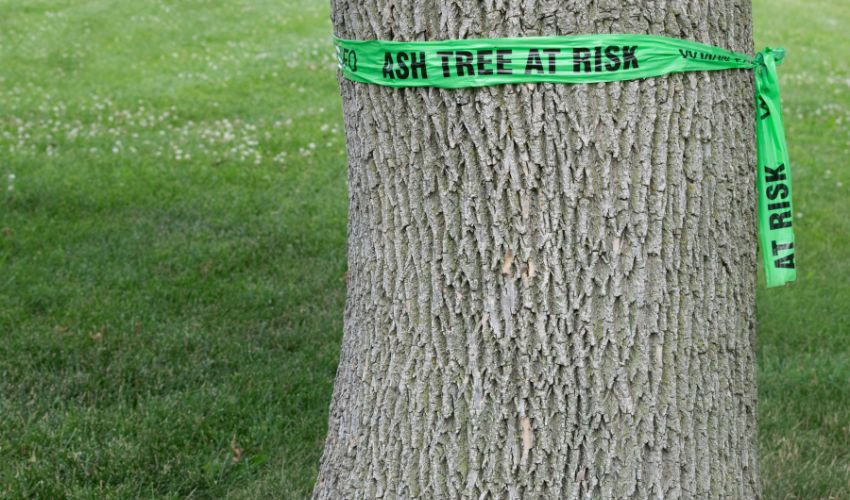 An ash tree in Geauga County, Ohio with a green band around it saying "Ash tree at risk".