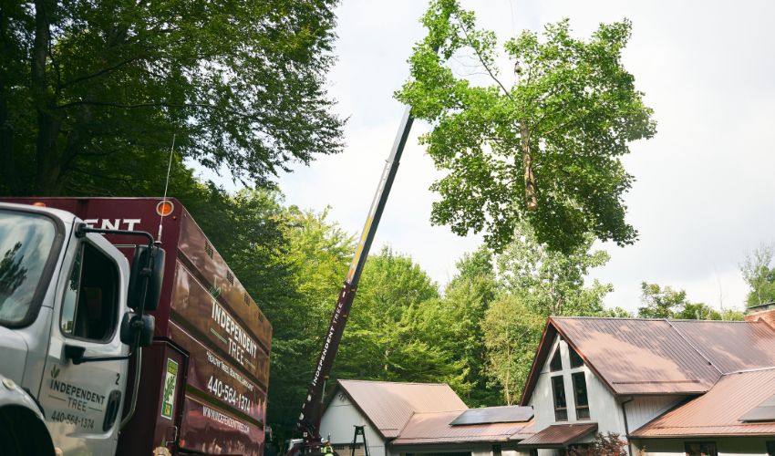 Local Ohio arborists from Independent Tree removing a large ash tree from a homeowner's yard to prevent the spread of EAB.