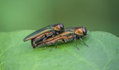 Two Emerald Ash Borers on a leaf.