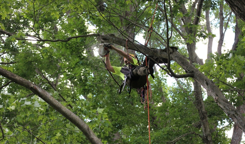 A climber from Independent Tree pruning a mature tree in a yard in Northeast Ohio.