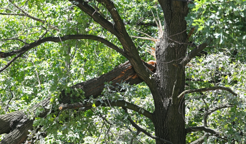 Broken branch that could fall at any time on a residential property in NE Ohio.