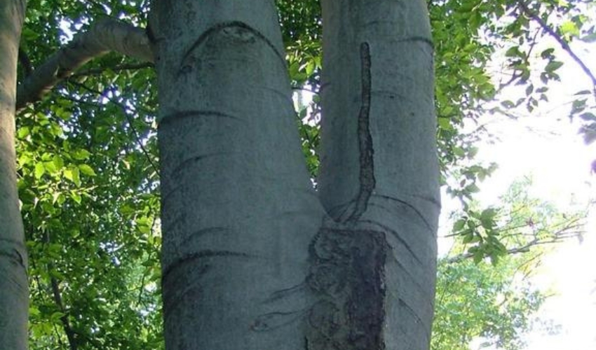 A tree with competing stems and a weak structure near a home in Northeast Ohio.