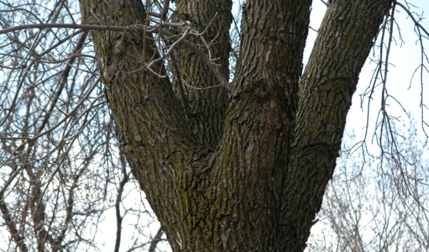 A multi-trunked tree in Northeast Ohio showing one leader turning into four, which can become hazardous over time.