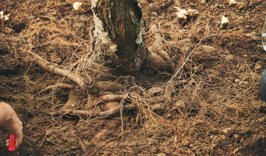 Stem-girdling roots strangling a small tree in Lake County, Ohio.