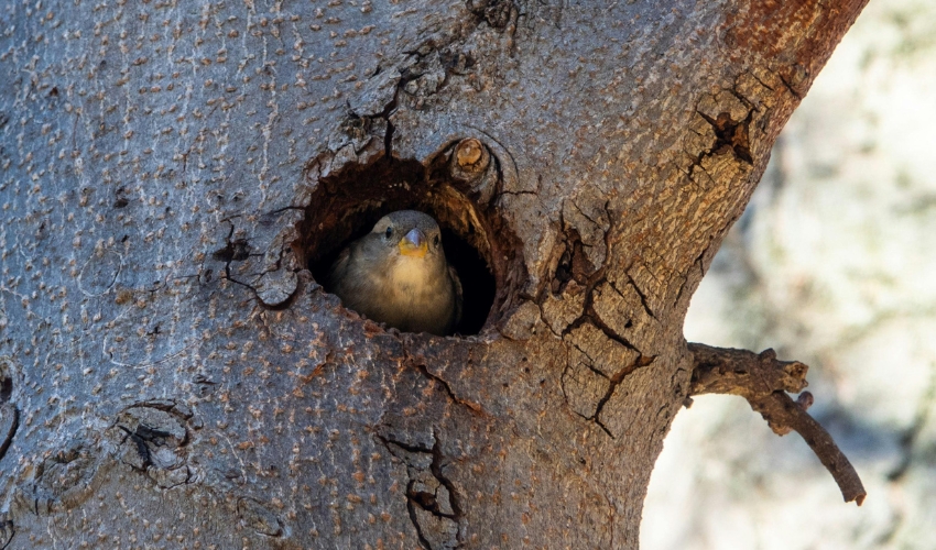 A small bird sitting in a tree cavity at a home in Eastern Cuyahoga County, OH.