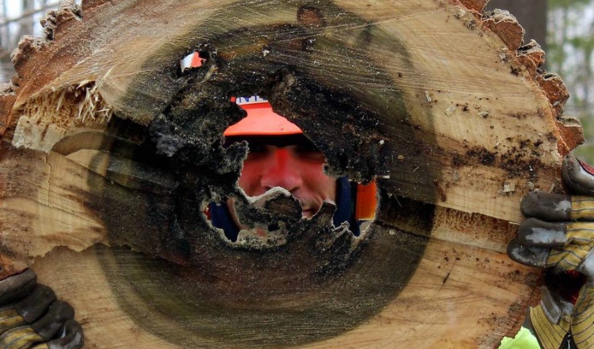 An arborist from Independent Tree holding up a piece of a decaying tree trunk in Northeast Ohio.