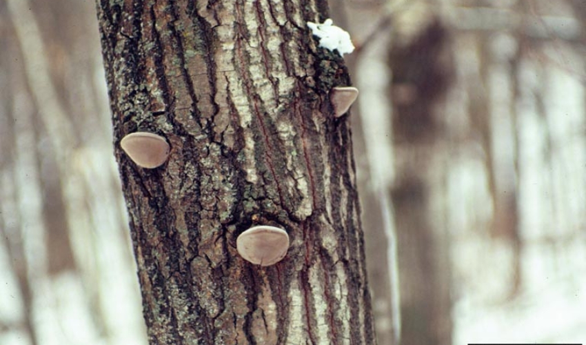 A quaking aspen with a rotting trunk due to a fungal infection in Northern Ohio.