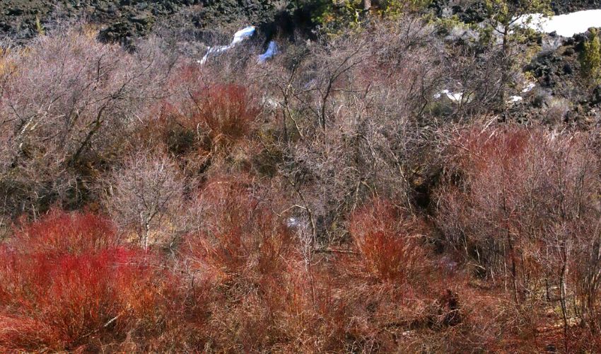 Red Osier Dogwood adding shades of red to a wintry Ohio landscape.