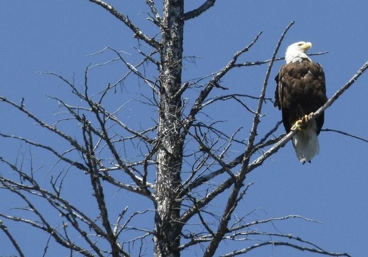 A bald eagle perches on the top branches of a snag, or dead tree in Ohio