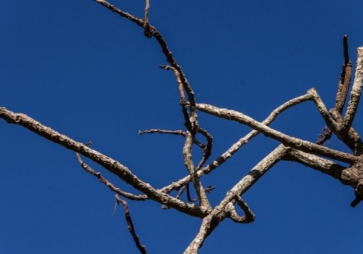 dead tree branches against a blue sky