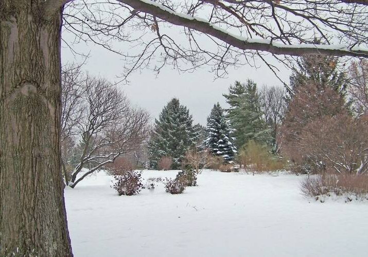 Trees in winter with snow on the ground.