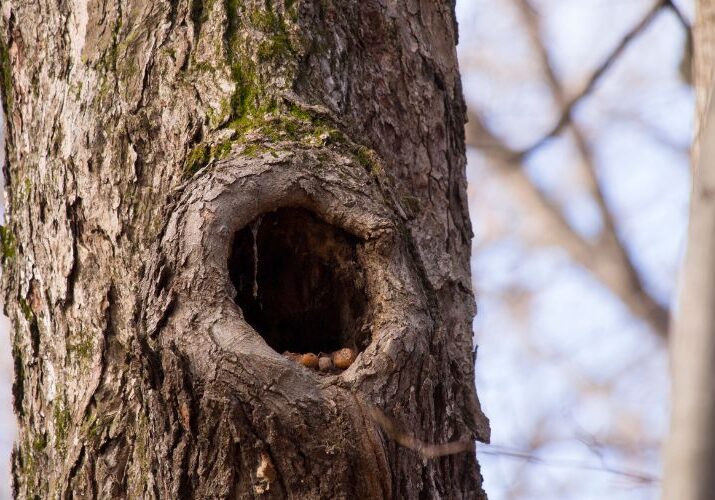 A circular wound became a tree cavity that the tree created by compartmentalizing.