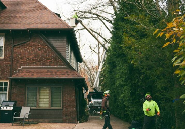 Independent Tree workers use a bucket truck to work on a tree in between a house and large hedge in Northeastern Ohio.