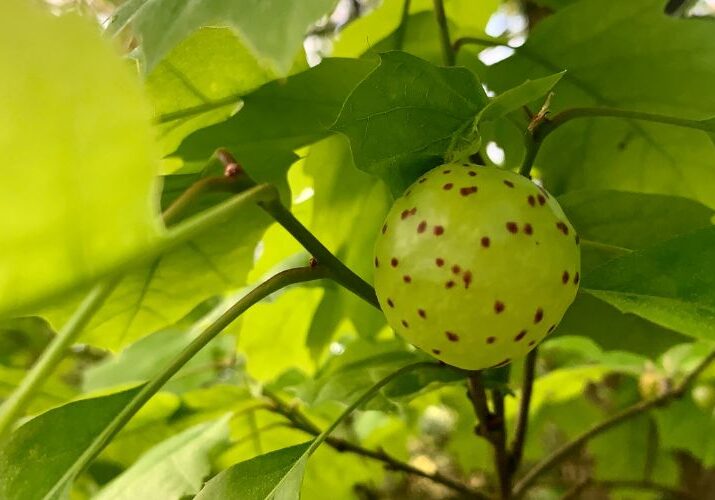 Oak gall in a tree.