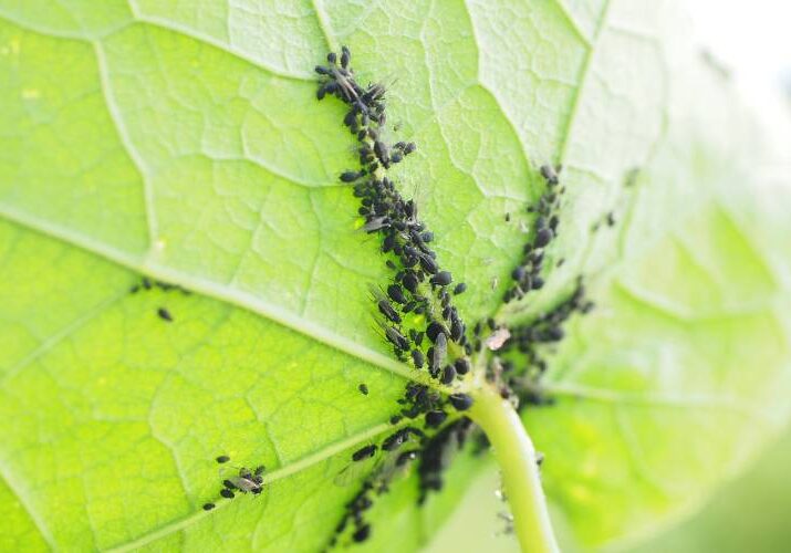 The underside of a large yellow-green leaf is partially covered with dark aphids of multiple sizes feeding on the plant tissue requires aphid control.