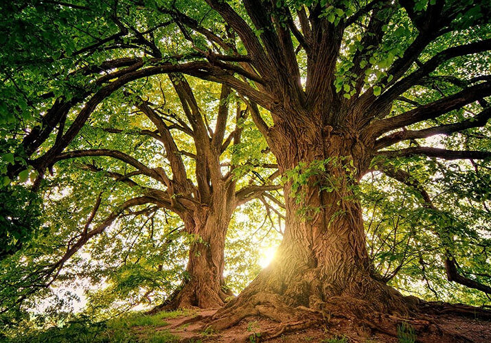 large trees celebrated on Arbor Day