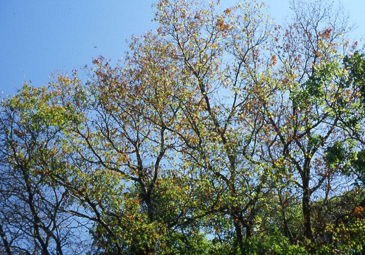 oak trees infected with oak wilt disease