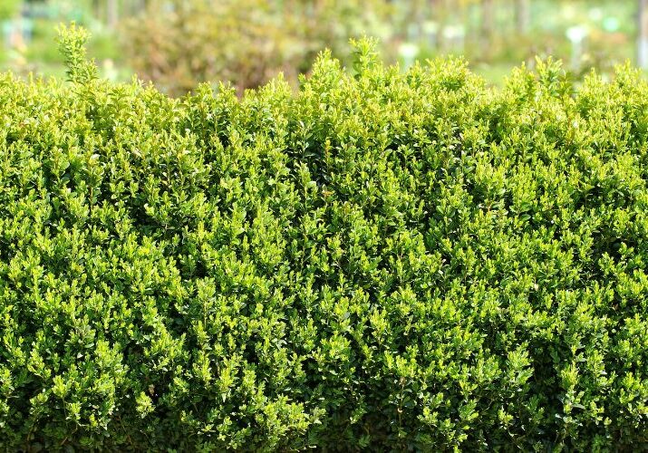 Healthy boxwood shrubs on a property in Ohio.