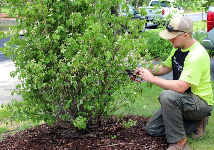 An independent Tree crew pruning a. shrub in the garden of a residential home in Newbury, OH.