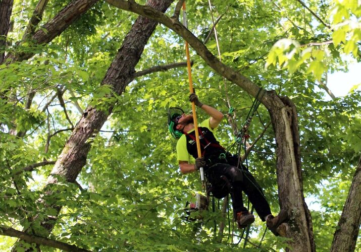 Arborists from Independent Tree trimming trees in a Northeast Ohio HOA.