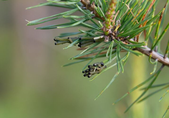 European pine sawfly larvae that look like caterpillars infest a pine tree in Ohio.