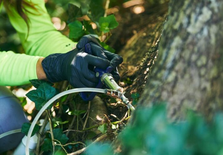 An Independent Tree worker applying PHC treatment in a tree in Ohio.