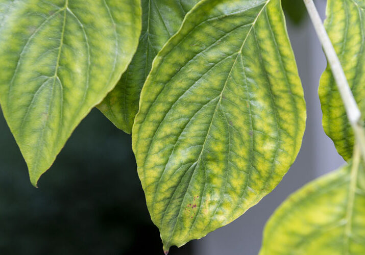 Chlorosis shows up as dark green veins on lighter green leaves on this dogwood tree in Ohio