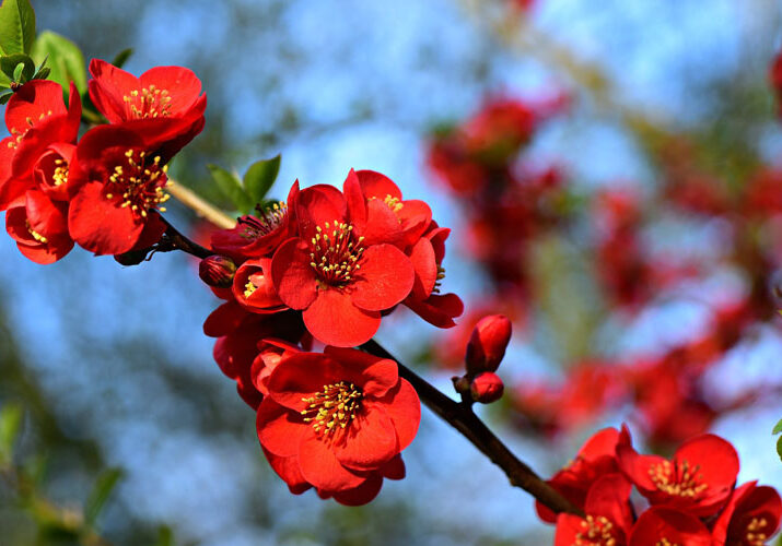 Close up of red flowers on a branch of flowering quince, a type of shrub that can be rejuvenation pruned every few years