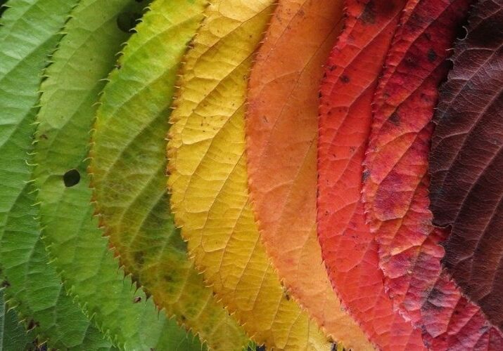 Optimized-IT-blog-featured-2020-sep-why leaves change color in fall.jpg