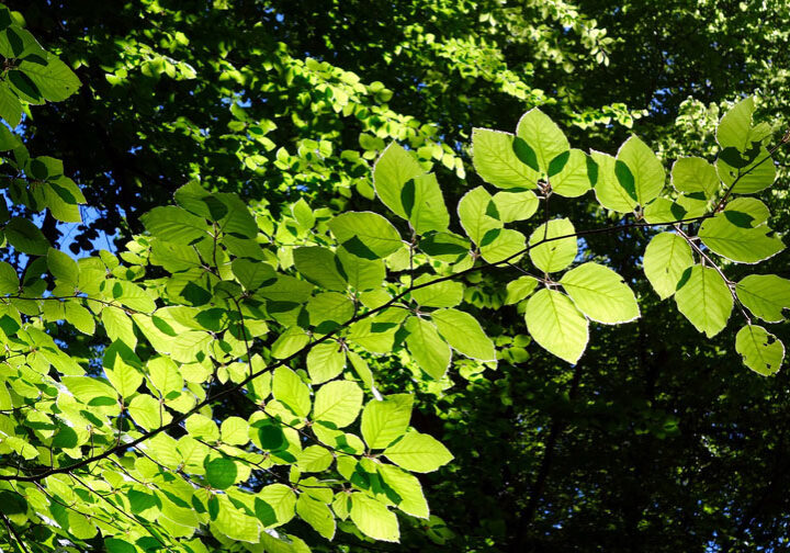 beech tree leaves