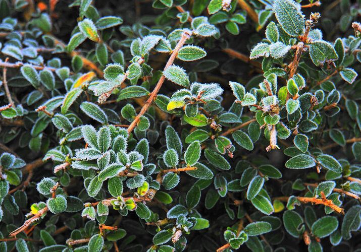 boxwood frost anti desiccant