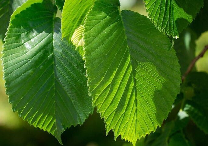 elm tree leaves