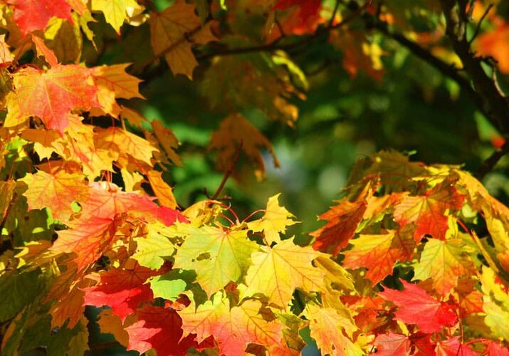 trees for fall color in NE Ohio