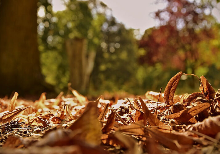 fallen leaves autumn