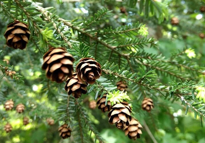 Healthy Eastern Hemlock tree