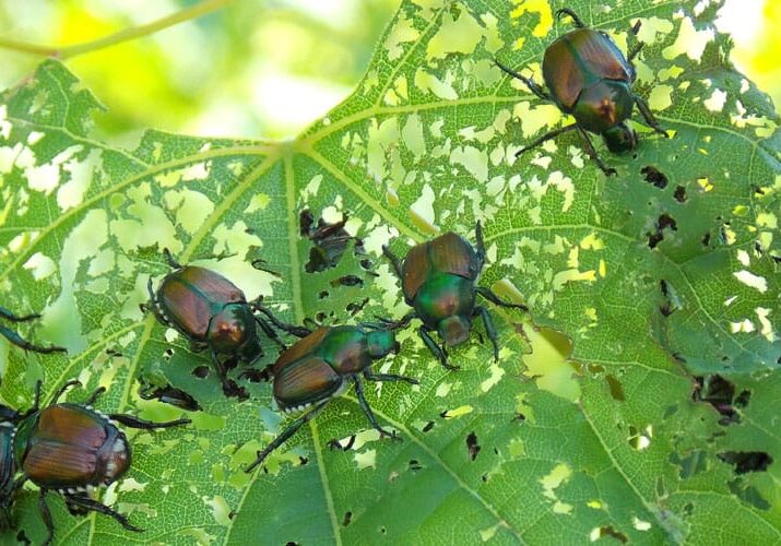 japanese beetles skeletonizing a leave