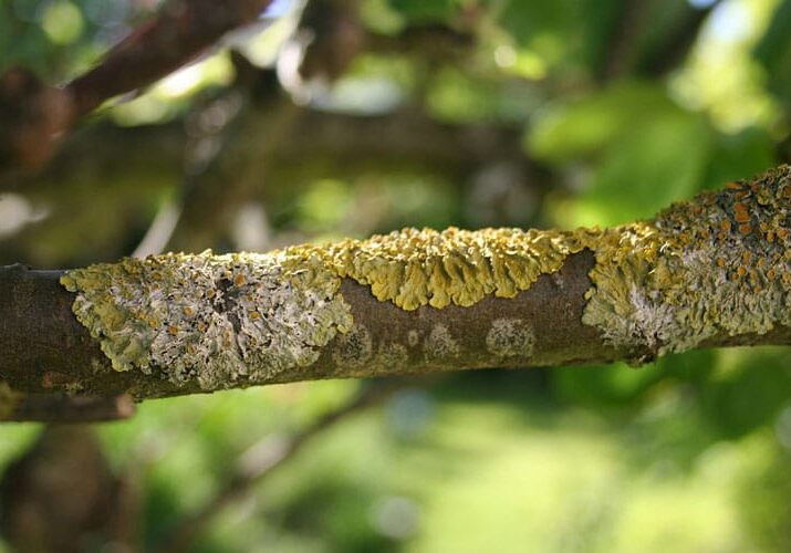 lichen on branch