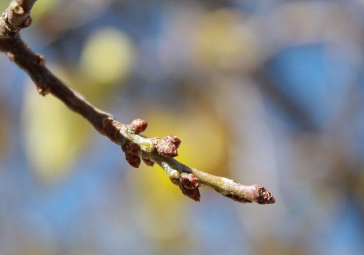 spring buds on tree