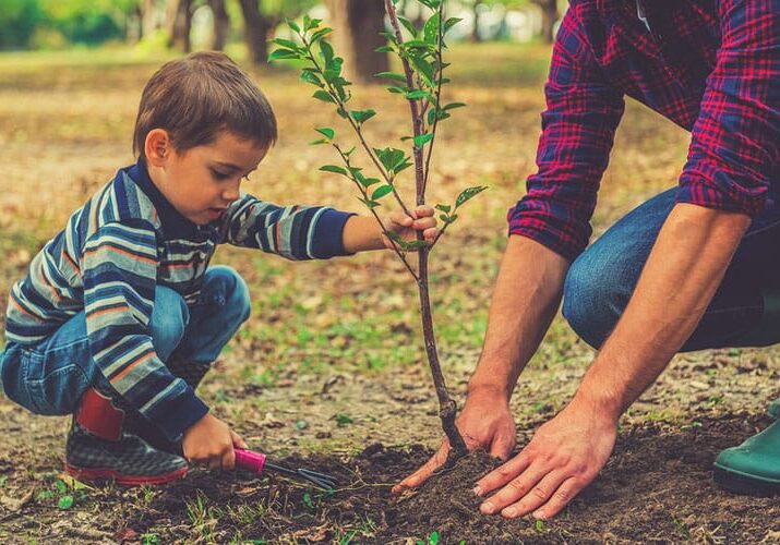 planting a tree