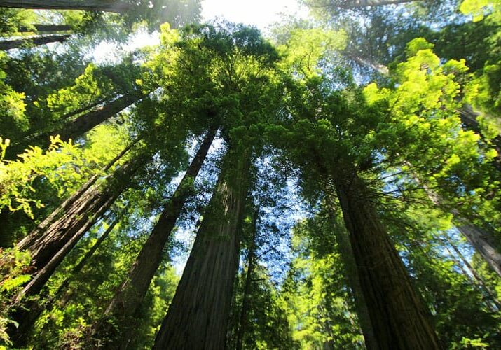 looking up a large sequoia trees